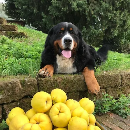 Frühstückspension El Pavejo 3*